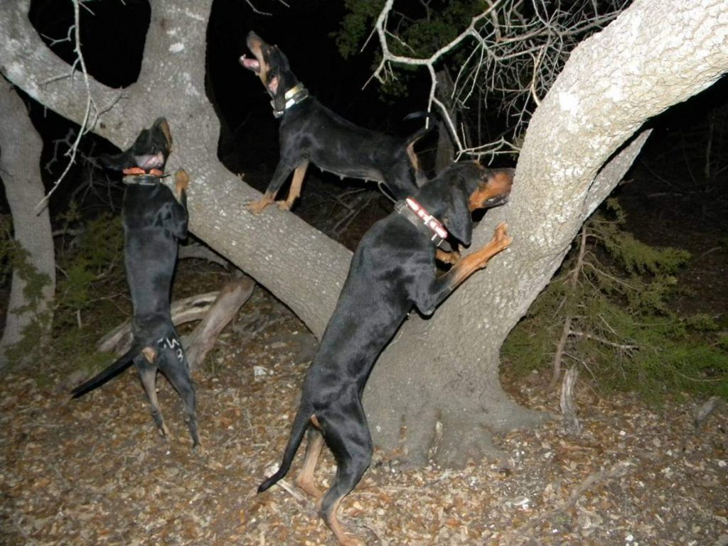 תמונה של כלב מהגזע מאמרים בנושאי התנהגות כלבים וגידול בצורה נכונה