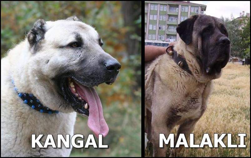 תמונה של כלב מהגזע Kangal - קאנגל