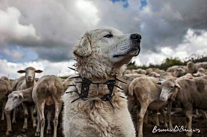 תמונה של כלב מהגזע Cane De Pastore Maremmano Abruzzese - כלב רועים מרמנו