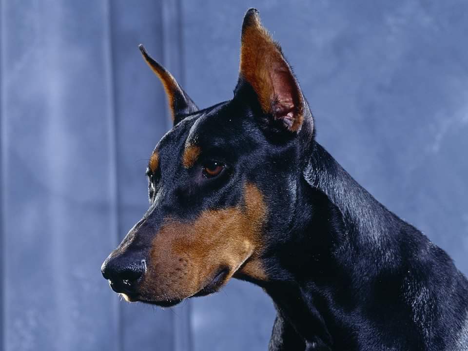 תמונה של כלב מהגזע דוברמן - Doberman