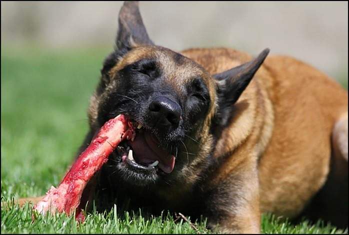 תמונה של כלב מהגזע מאמרים בנושאי תזונת כלבים