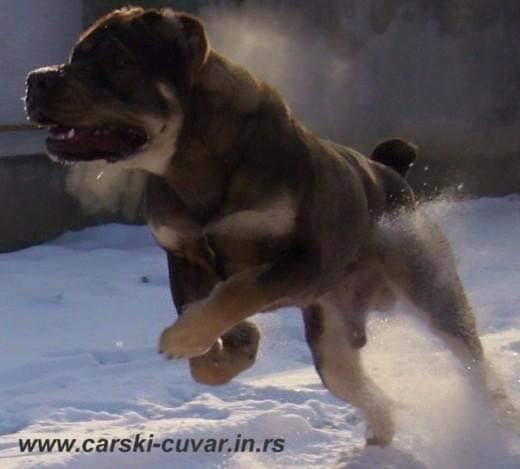 תמונה של כלב מהגזע כלב הגנה סרבי - Serbian Defense Dog