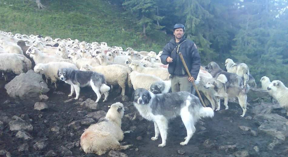 תמונה של כלב מהגזע רועה קרפטי - Romanian Carpathian Shepherd Dog