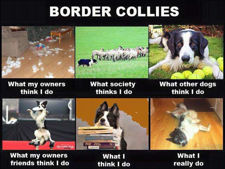 תמונה של כלב מהגזע Border Collie - בורדו קולי