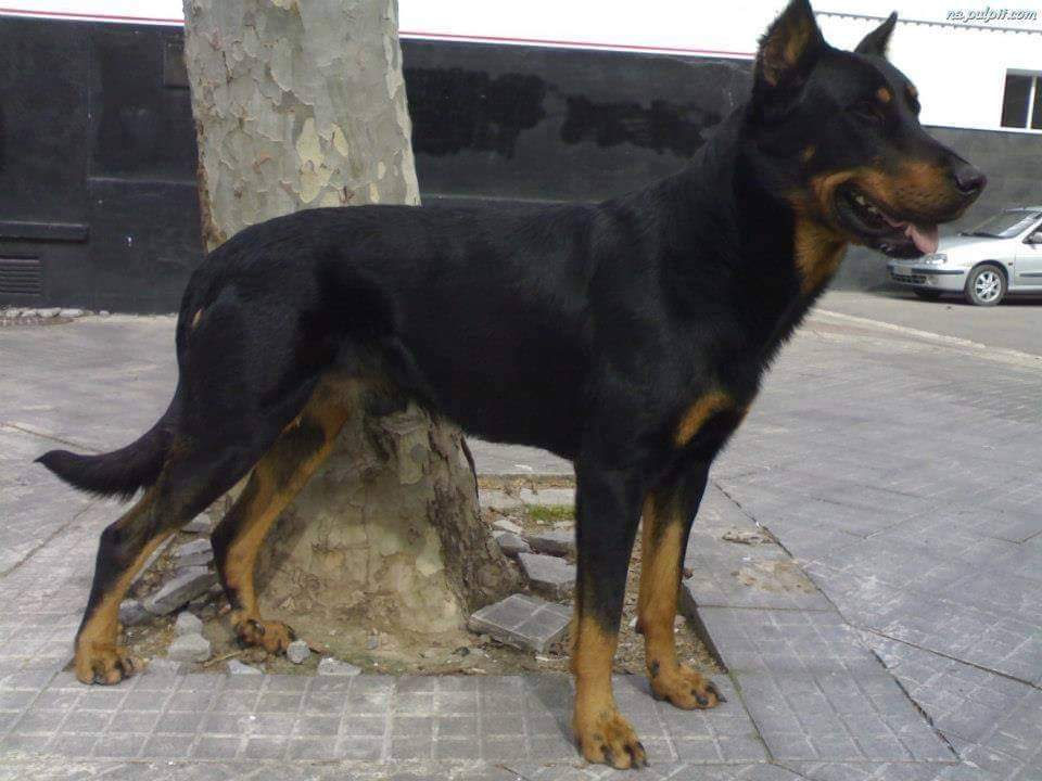 תמונה של כלב מהגזע Beauceron - בוסרון