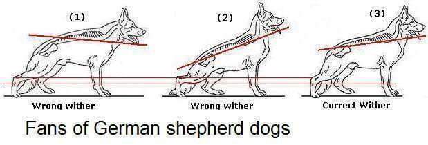 תמונה של כלב מהגזע רועה גרמני - German Shepherd