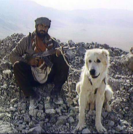 תמונה של כלב מהגזע Central Asian Ovcharka - רועה מרכז אסייתי
