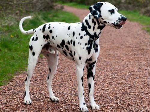 תמונה של כלב מהגזע Dalmatian - דלמטי