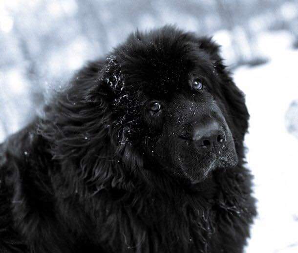 תמונה של כלב מהגזע ניופאונדלנד - Newfoundland