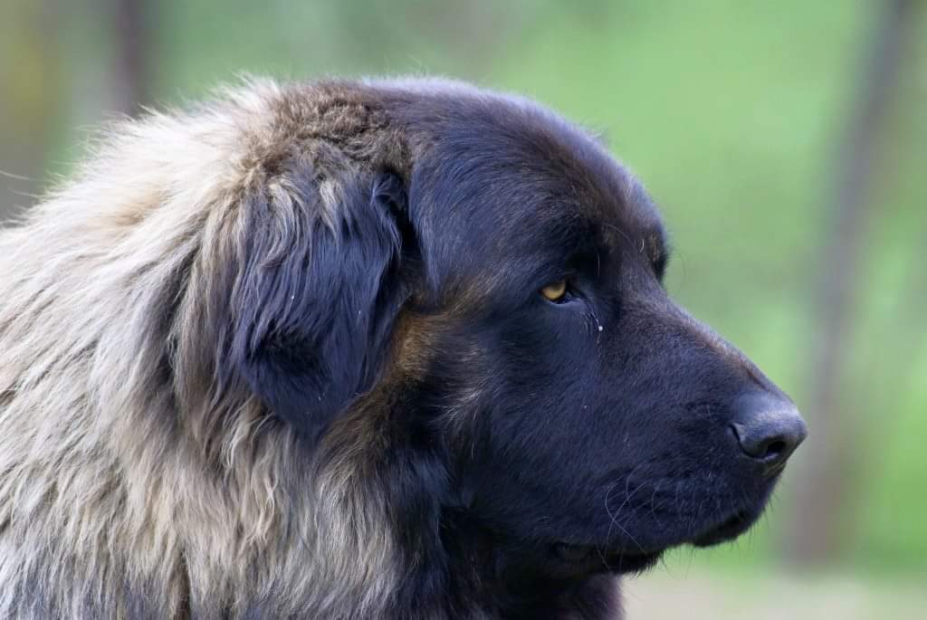 תמונה של כלב מהגזע Cão da Serra da Estrela - כלב הרי סרה דה אסטרלה