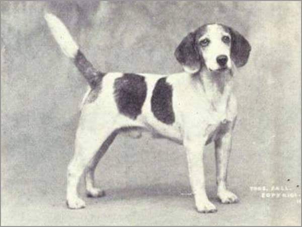 תמונה של כלב מהגזע Beagle - ביגל