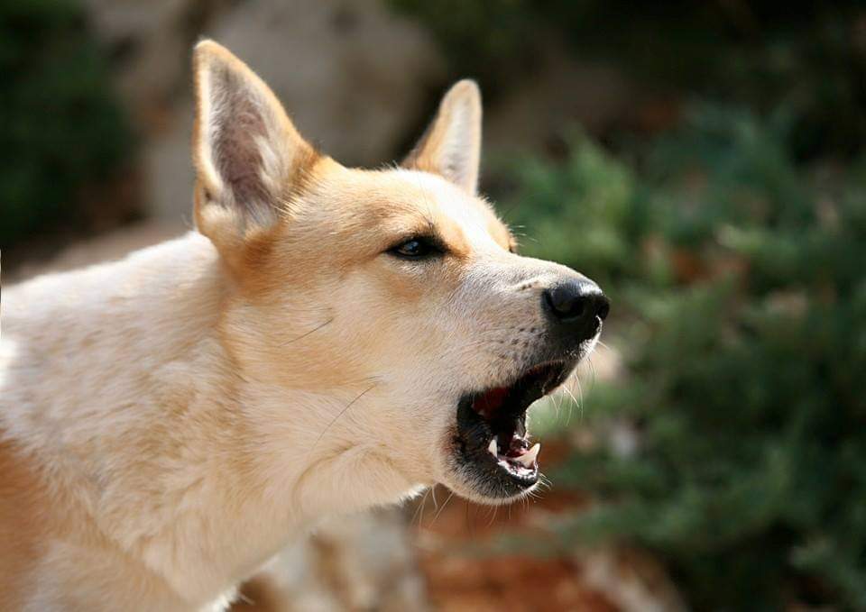 תמונה של כלב מהגזע Canaan Dog - כלב כנעני