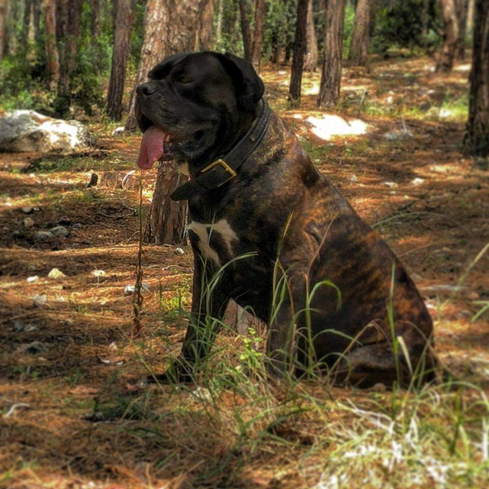 תמונה של כלב מהגזע קאנה קורסו - Cane Corso