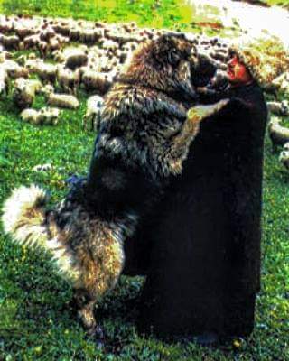 תמונה של כלב מהגזע Georgian Nagazi - רועה גרוזיני