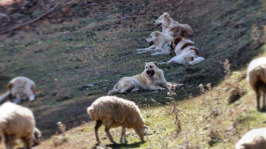 תמונה של כלב מהגזע Georgian Nagazi - רועה גרוזיני