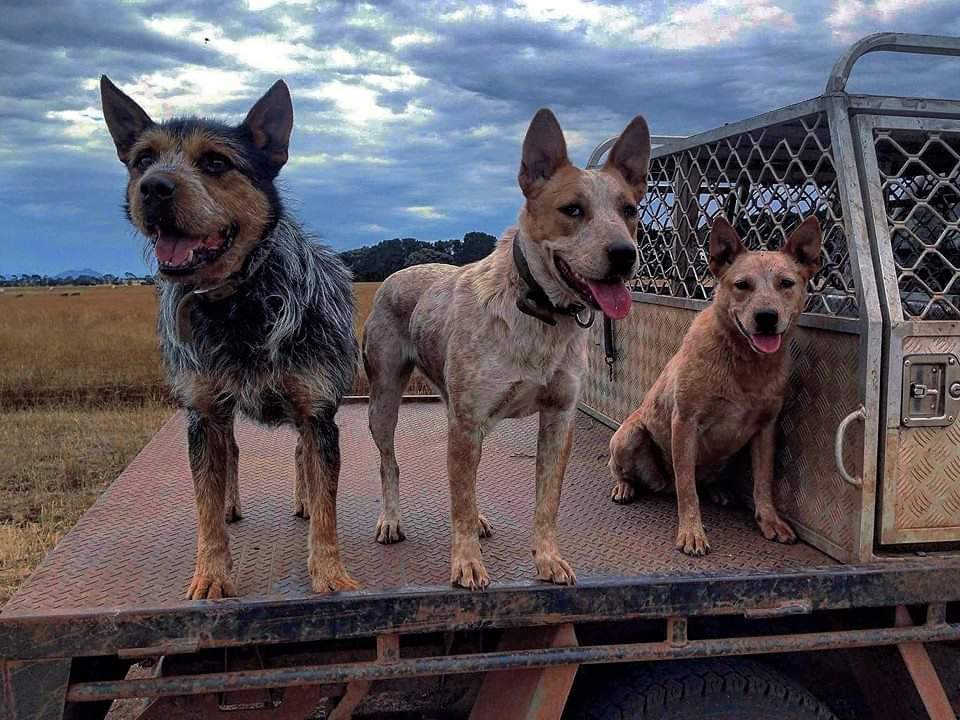 תמונה של כלב מהגזע Australian Cattle Dog - כלב בקר אוסטרלי