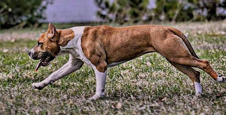 תמונה של כלב מהגזע American Staffordshir Terrier - אמריקן סטפורדשייר טרייר