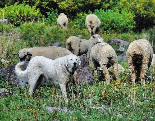תמונה של כלב מהגזע Cane De Pastore Maremmano Abruzzese - כלב רועים מרמנו