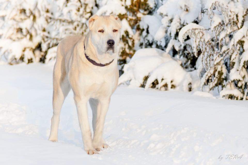 תמונה של כלב מהגזע Central Asian Ovcharka - רועה מרכז אסייתי