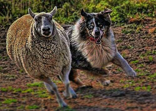 תמונה של כלב מהגזע Australian Shepherd - רועה אוסטרלי
