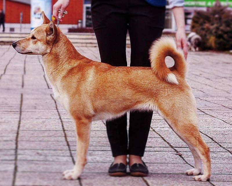 תמונה של כלב מהגזע Canaan Dog - כלב כנעני