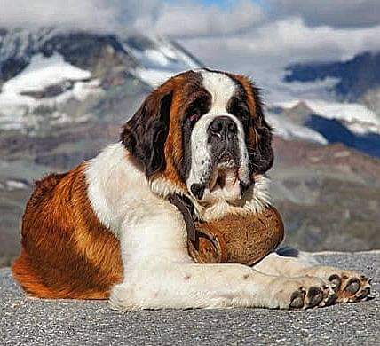 תמונה של כלב מהגזע סן ברנרד - Saint Bernard