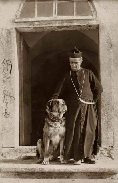 תמונה של כלב מהגזע סן ברנרד - Saint Bernard