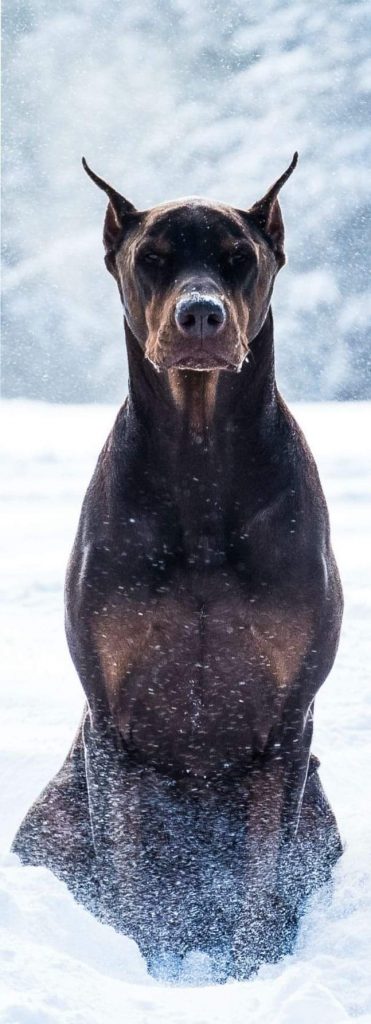 תמונה של כלב מהגזע דוברמן - Doberman