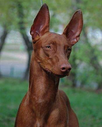 תמונה של כלב מהגזע כלב פרעה - Pharaoh Hound