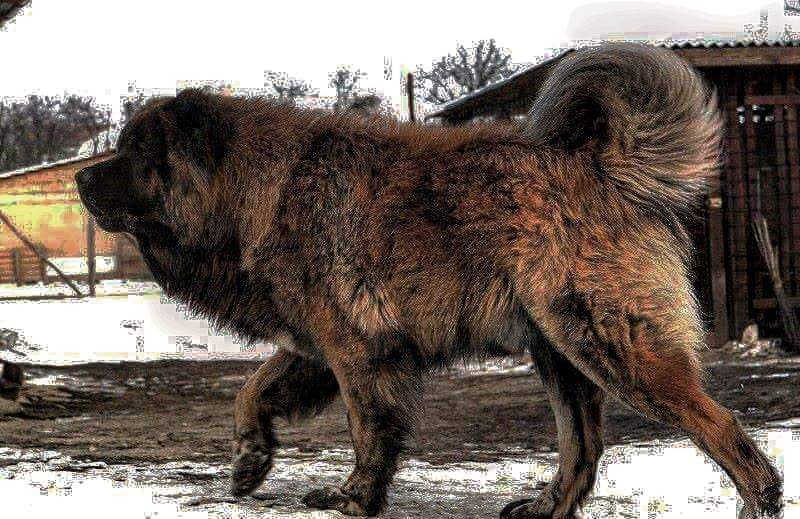 תמונה של כלב מהגזע רועה קווקזי - Caucasian Ovcharka