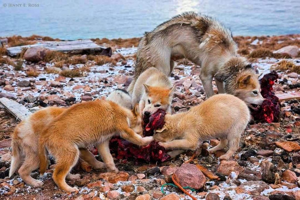 תמונה של כלב מהגזע זאבים וכלבי בר
