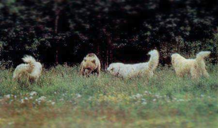 תמונה של כלב מהגזע כלב הרים פרינאי - Pyrenean Mountain Dog