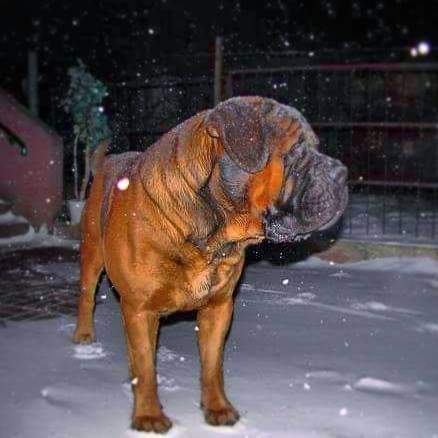 תמונה של כלב מהגזע מסטיף אנגלי - English mastiff