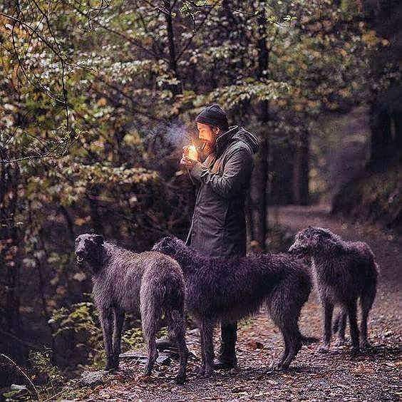 תמונה של כלב מהגזע Irish wolfhound - אייריש וולפאונד