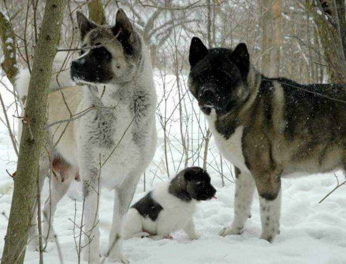 תמונה של כלב מהגזע American Akita - אקיטה אמריקאי