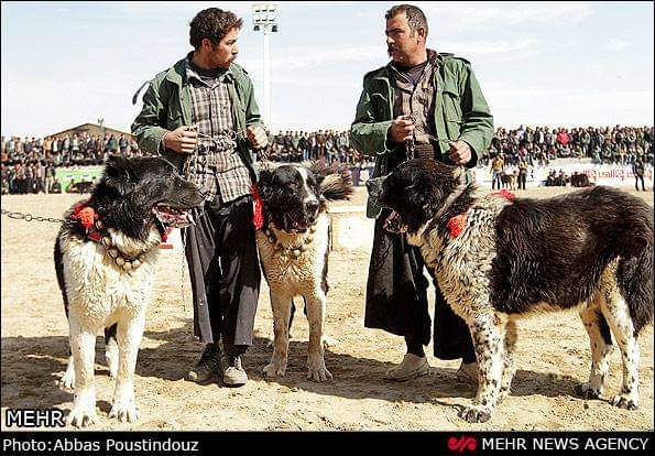 תמונה של כלב מהגזע מסטיף פרסי שאהסאבאן - Shahsavan Persian Mastiff