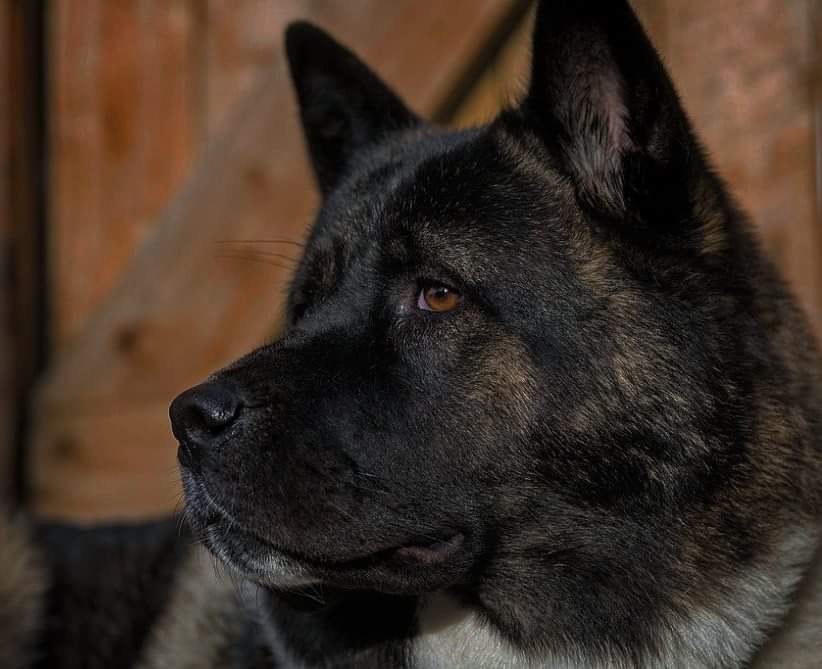 תמונה של כלב מהגזע American Akita - אקיטה אמריקאי