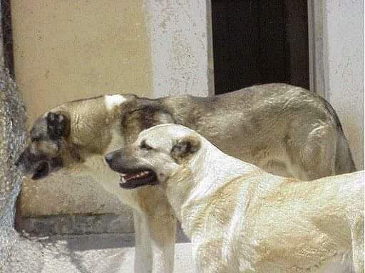 תמונה של כלב מהגזע מסטיף פרסי שאהסאבאן - Shahsavan Persian Mastiff