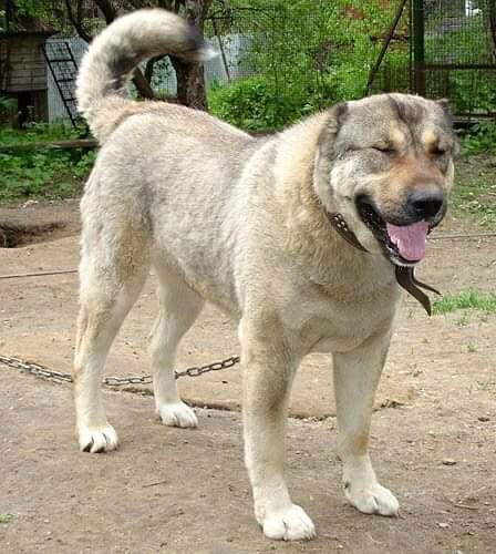 תמונה של כלב מהגזע רועה קווקזי - Caucasian Ovcharka