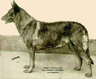 תמונה של כלב מהגזע רועה גרמני - German Shepherd