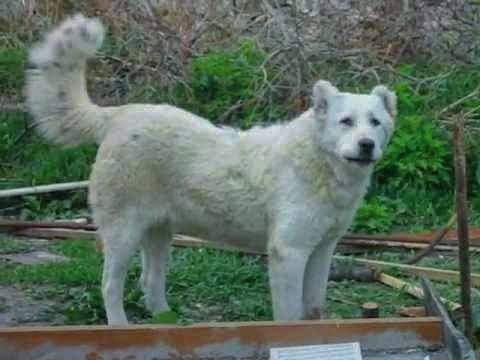 תמונה של כלב מהגזע Armenian Gampr - גאמפר ארמני