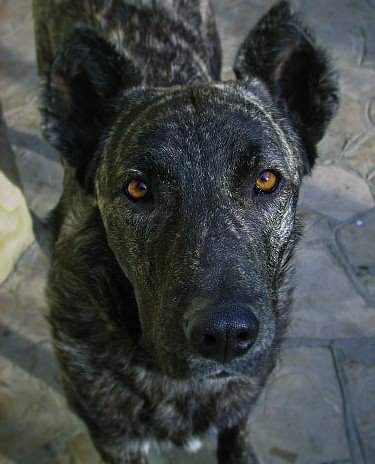תמונה של כלב מהגזע דוגו סארדו - Dogo Sardo