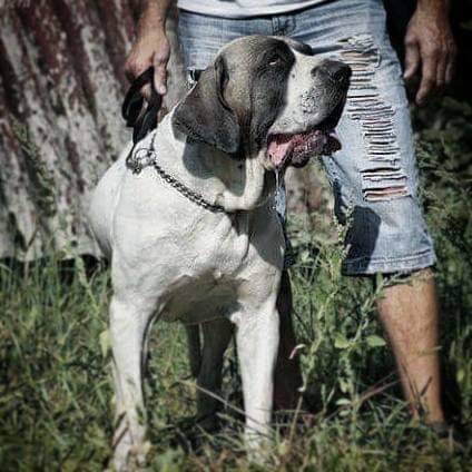 תמונה של כלב מהגזע Fila Brasileiro - פילה ברזילרו