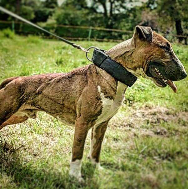 תמונה של כלב מהגזע English Bull Terrier - בול טרייר אנגלי
