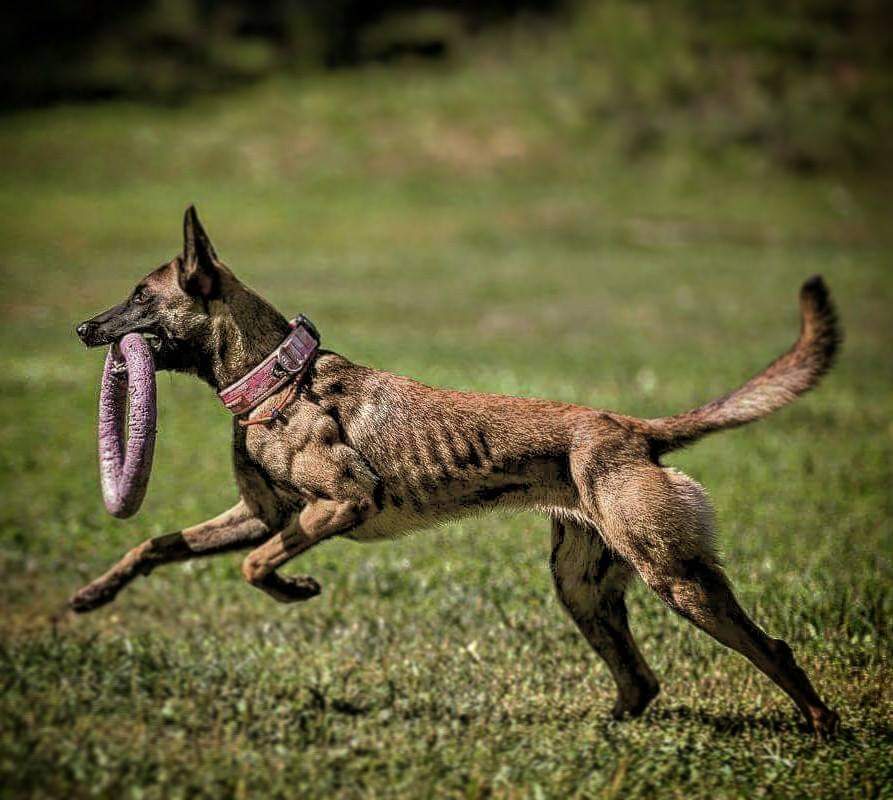 תמונה של כלב מהגזע רועה בלגי מלינואה - Belgian Shepherd Malinois