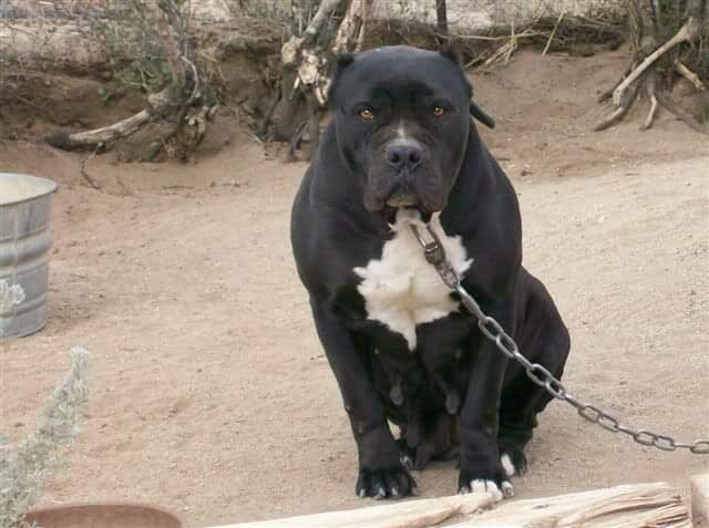 תמונה של כלב מהגזע American Bandogge - אמריקן באנדוג