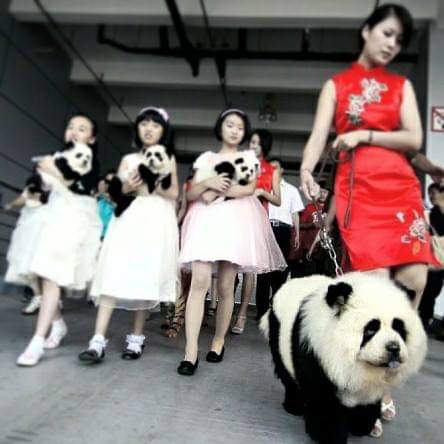 תמונה של כלב מהגזע Chow Chow - צ או צ או