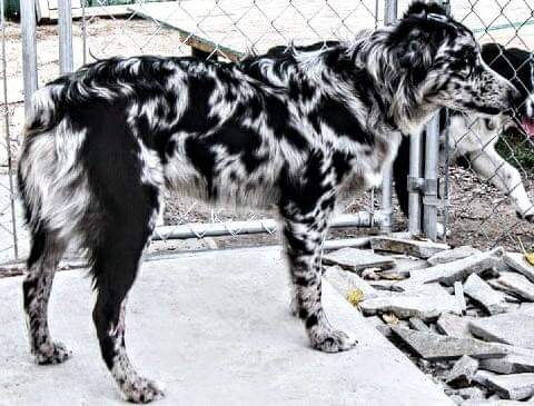 תמונה של כלב מהגזע Australian Shepherd - רועה אוסטרלי