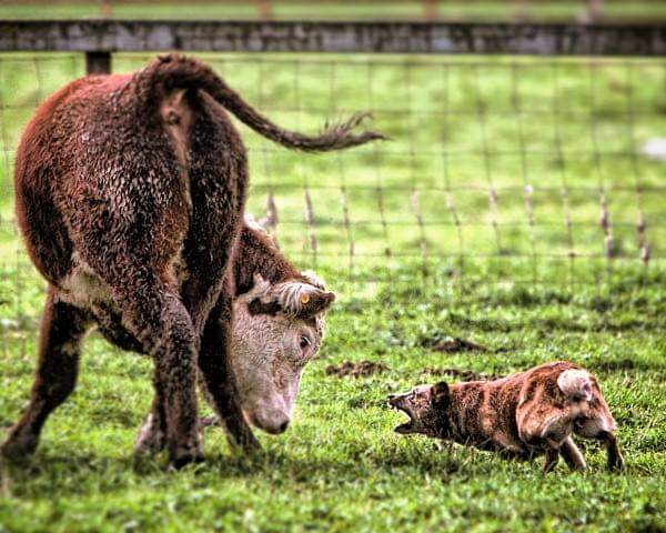 תמונה של כלב מהגזע Australian Cattle Dog - כלב בקר אוסטרלי