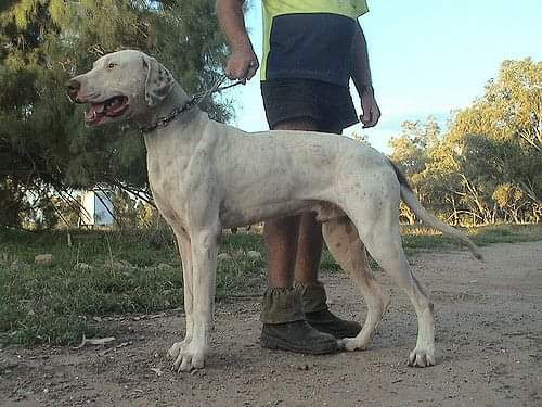 תמונה של כלב מהגזע Boar Australian Dog (Bull Arab) - כלב חזירי בר אוסטרלי ( בול ארב)